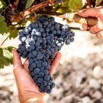 vendimia-valtravieso-sembra-vinos