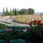 vinedo-jardin-marques-de-grinon-sembra-vinos