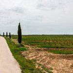 vinedo-valtravieso-sembra-vinos