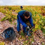 vendimia-alto-moncayo-sembra-vinos-2