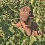 cosecha-viticultura-vinedo-felsina-bodega-sembra-vinos