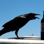 cuervo-california-bodega-valravn-sembra-vinos